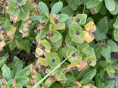 Euphorbia hylonoma