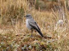 Muscisaxicola griseus