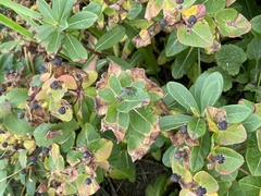 Euphorbia hylonoma