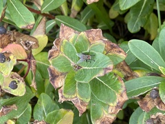 Euphorbia hylonoma