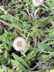 Pilosella officinarum