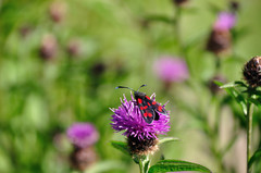 Zygaena filipendulae