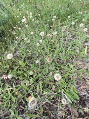 Pilosella officinarum