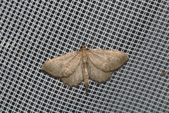 Philereme vetulata