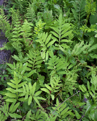 Onoclea sensibilis interrupta