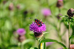Zygaena filipendulae