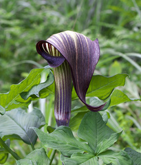 Arisaema serratum atropurpureum
