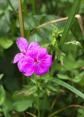 Geranium soboliferum