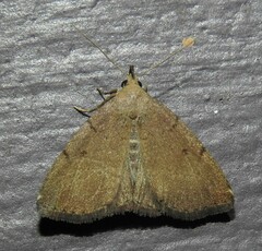 Zanclognatha protumnusalis