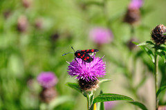 Zygaena filipendulae