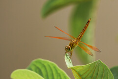 Brachythemis contaminata