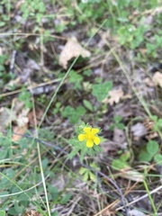 Potentilla argentea
