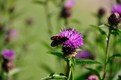 Zygaena filipendulae