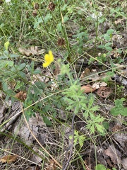 Potentilla argentea