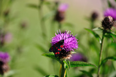 Zygaena filipendulae