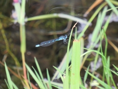Coenagrion resolutum
