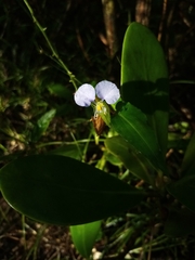 Commelina erecta erecta