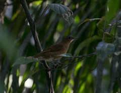 Turdus hauxwelli