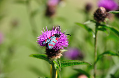Zygaena filipendulae