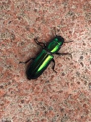 Temnoscheila virescens