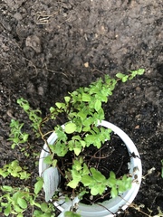 Origanum majorana