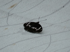 Limenitis sydyi