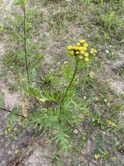 Tanacetum vulgare