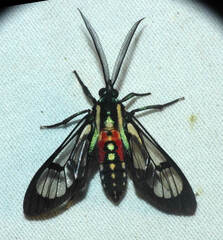 Poecilosoma eone