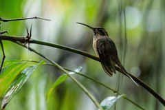 Phaethornis squalidus