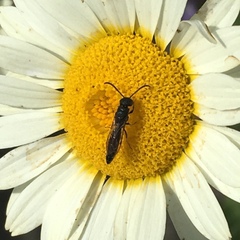 Sapygina decemguttata