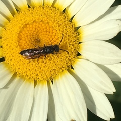 Sapygina decemguttata