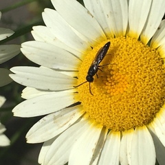 Sapygina decemguttata