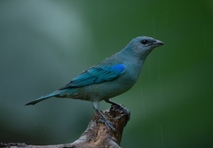 Thraupis cyanoptera