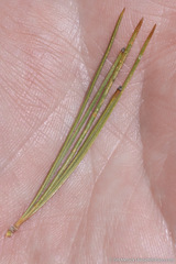 Pinus monticola