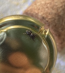 Salticus zebraneus
