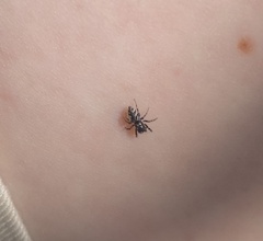 Salticus zebraneus