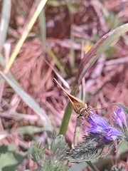 Ochlodes sylvanus