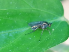 Poecilobothrus nobilitatus