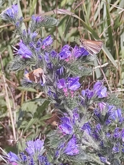 Ochlodes sylvanus