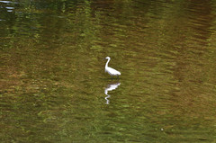 Egretta garzetta