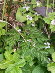 Conioselinum
