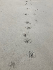 Odocoileus hemionus sitkensis