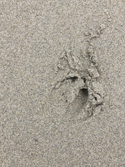 Odocoileus hemionus sitkensis