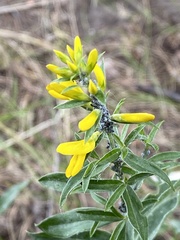 Genista tinctoria