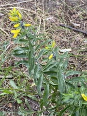 Genista tinctoria