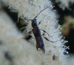 Molorchus umbellatarum