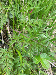 Conioselinum