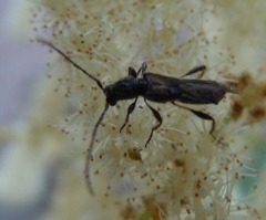 Molorchus umbellatarum