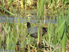 Media resource of Fulica americana