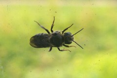 Stelis punctulatissima